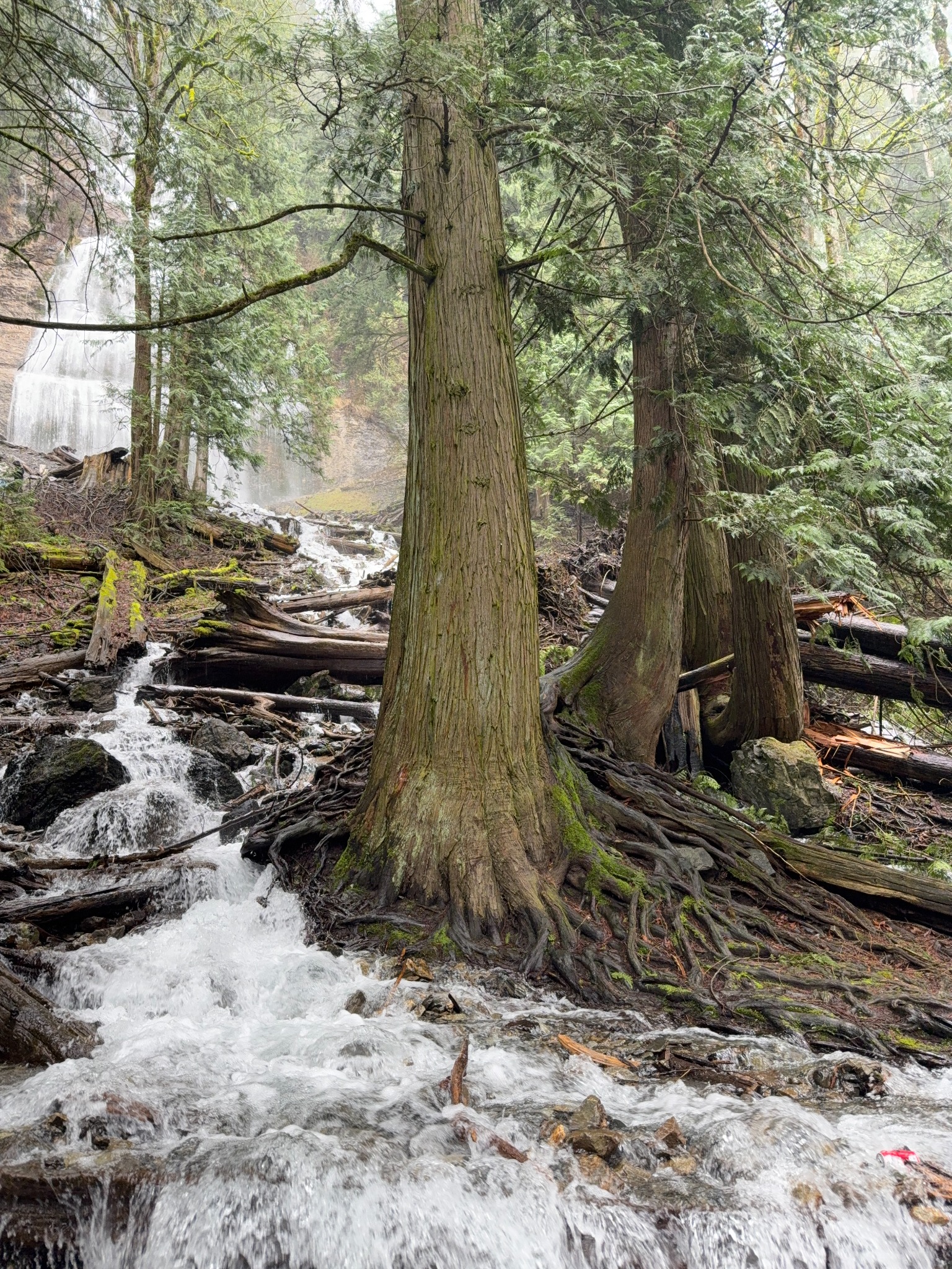 Original photograph: Bäume und fließendes Wasser im Wald